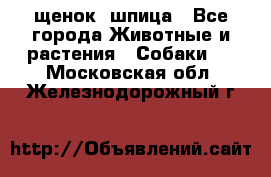 щенок  шпица - Все города Животные и растения » Собаки   . Московская обл.,Железнодорожный г.